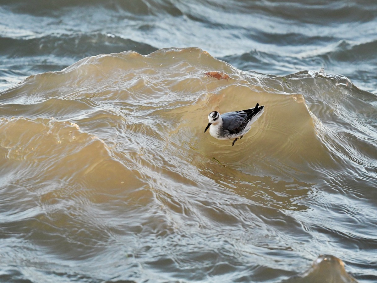 Red Phalarope - Bill Massaro