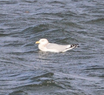 Gaviota Argéntea - ML505996141