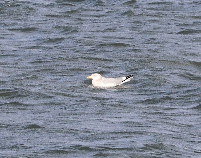 American Herring Gull - ML505996151