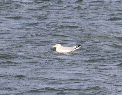 Gaviota Argéntea - ML505996151