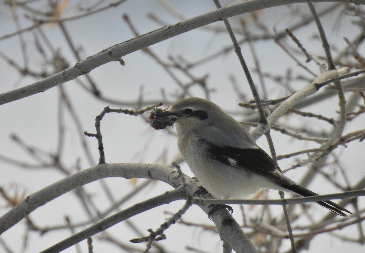 Northern Shrike - Rita McLachlan