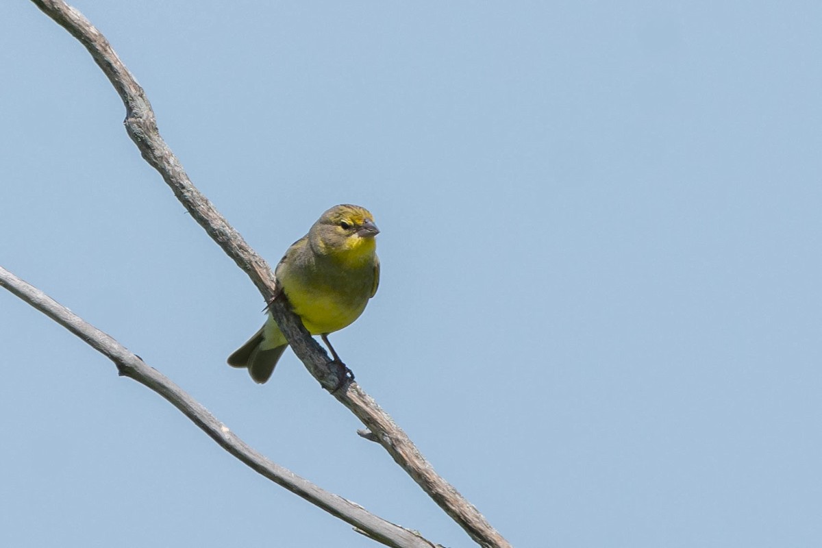 Grassland Yellow-Finch - ML505997161