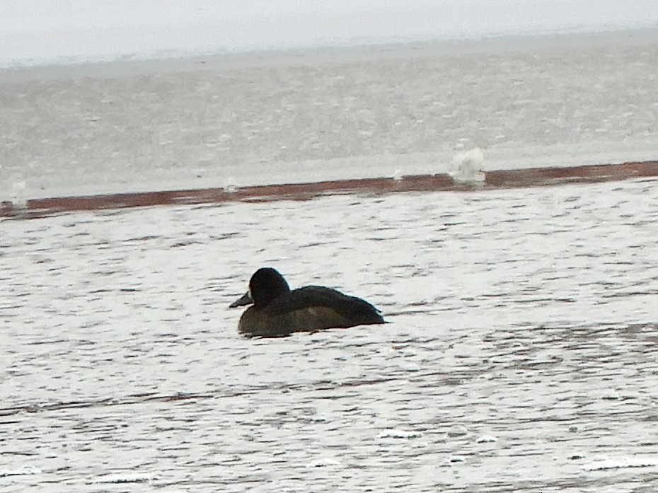 Greater Scaup - Betsy Thorsteinson