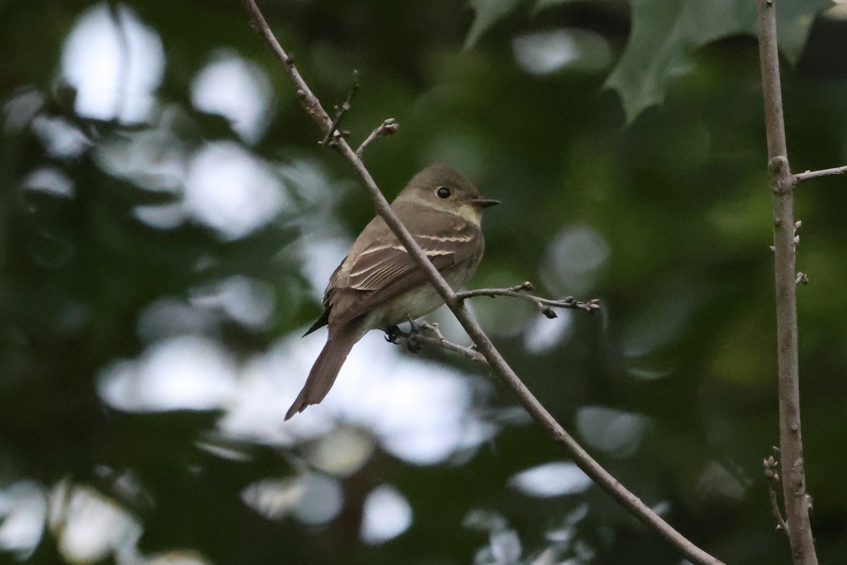 Acadian Flycatcher - ML505998861