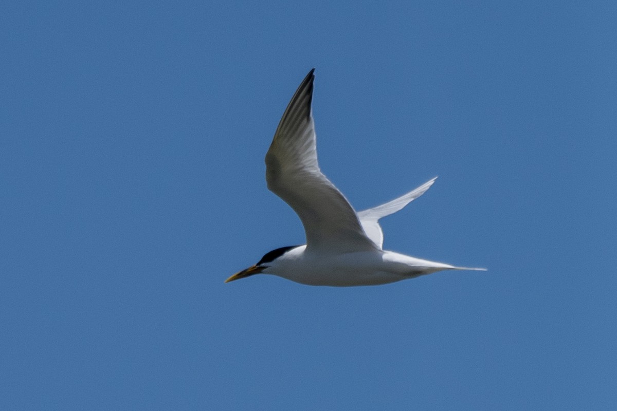 Sandwich Tern - Luiz Carlos Ramassotti