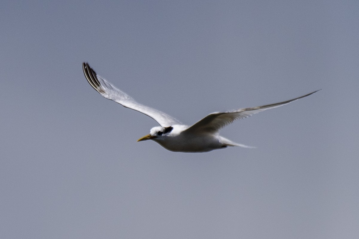 Sandwich Tern - ML505999761