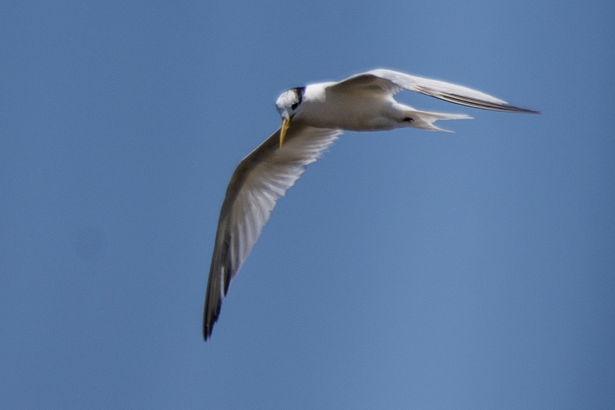 Sandwich Tern - ML505999771