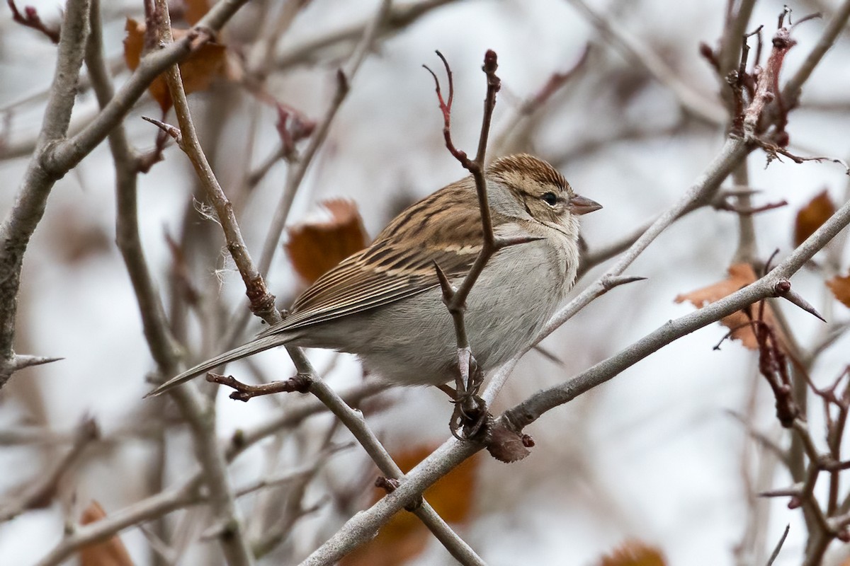 Chipping Sparrow - ML505999971