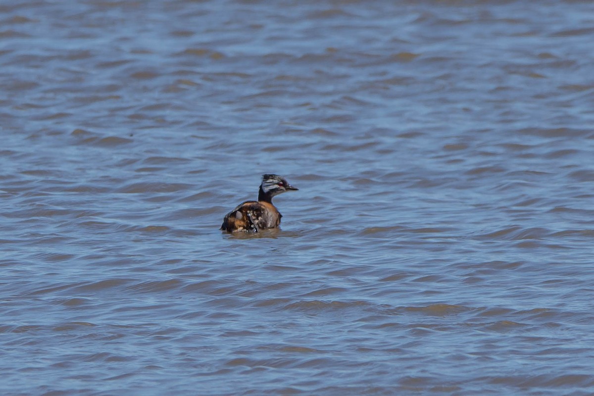 White-tufted Grebe - ML506000121