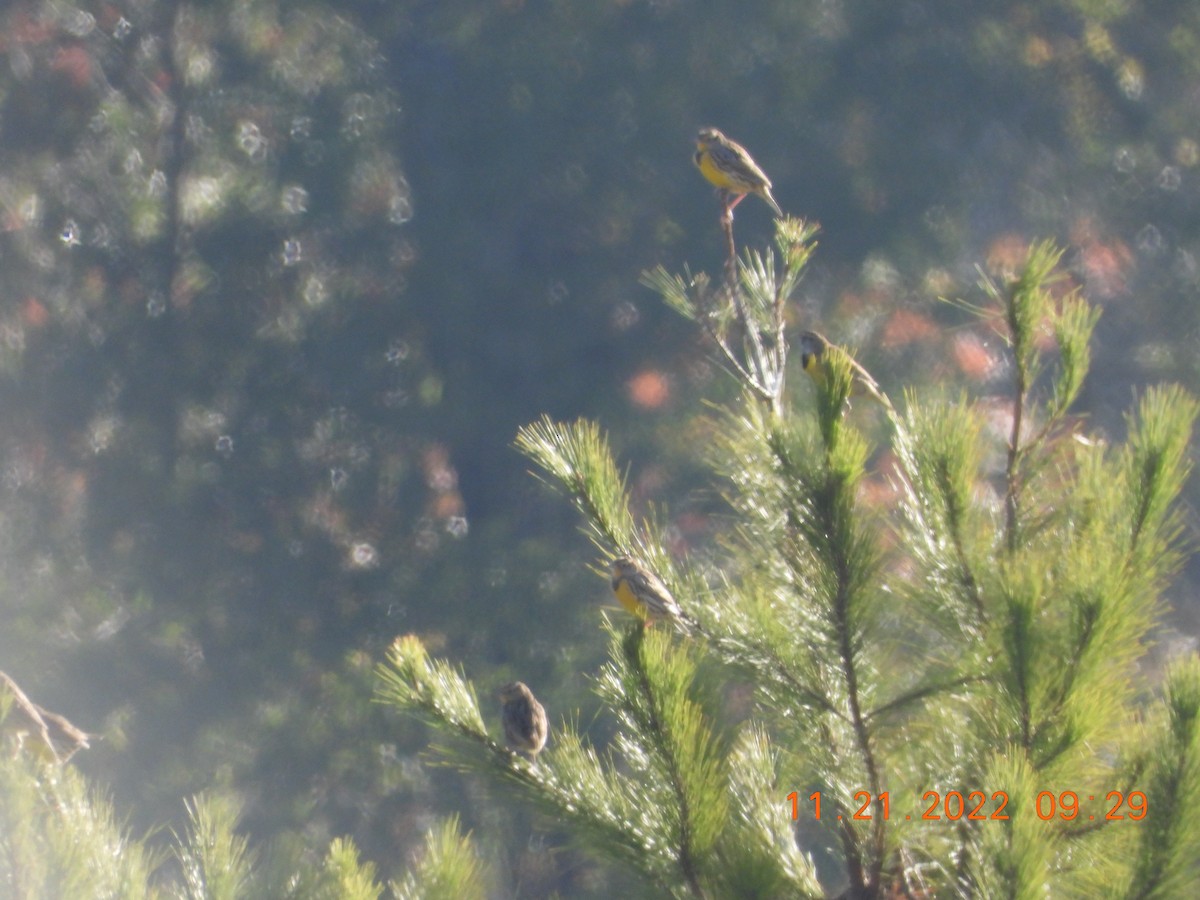 Eastern Meadowlark - ML506001581