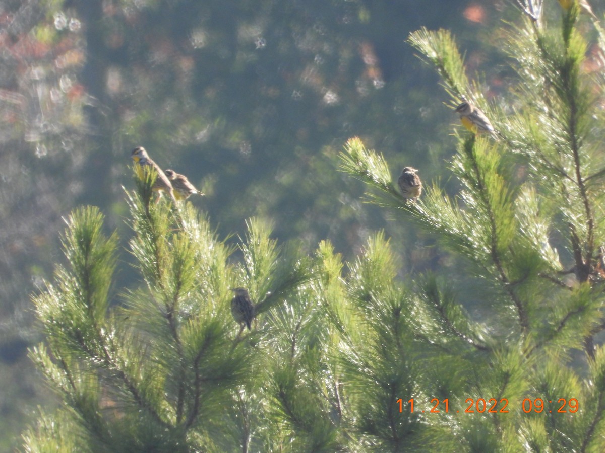 Eastern Meadowlark - ML506001771