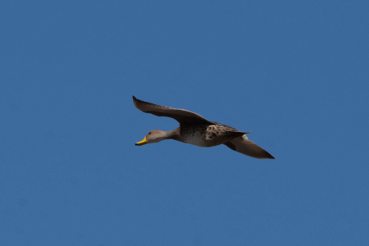 Yellow-billed Pintail - Eduardo Battaglini