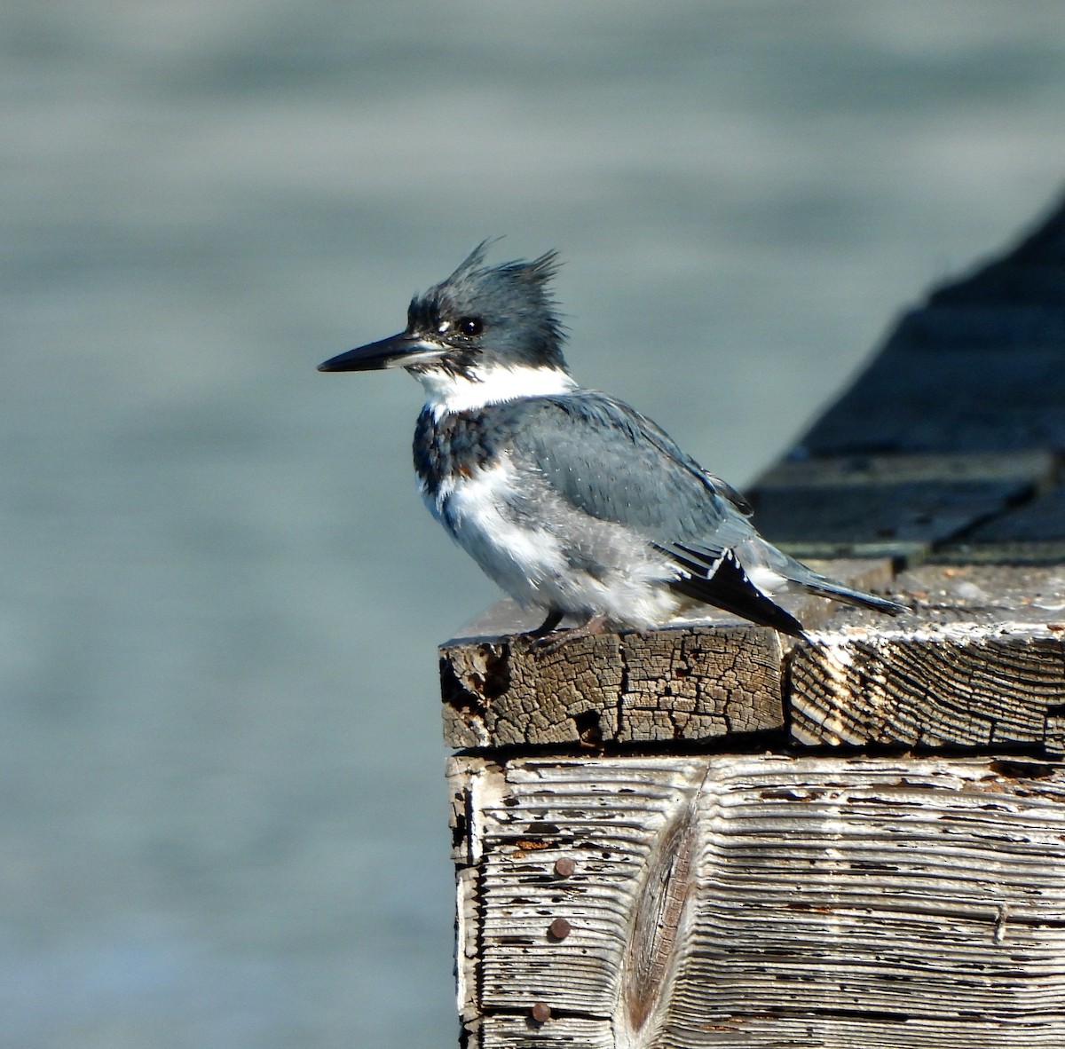 Belted Kingfisher - ML506004941