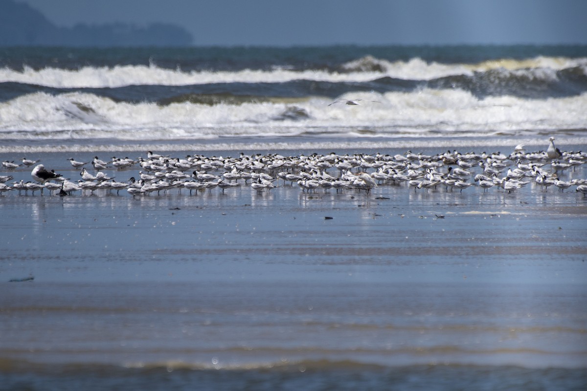 Sandwich Tern - ML506005121