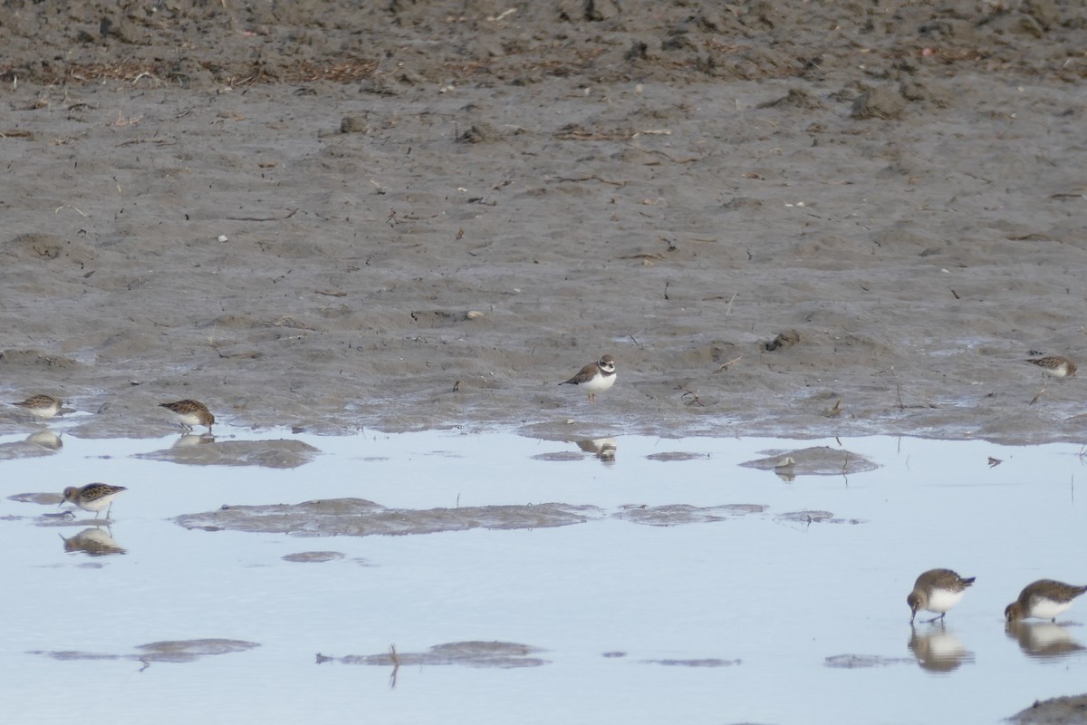 Semipalmated Plover - ML506006741