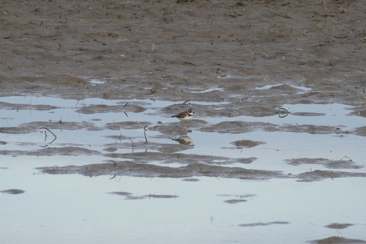 Semipalmated Plover - ML506006751