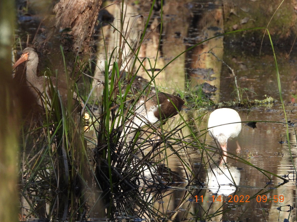 White Ibis - ML506006831