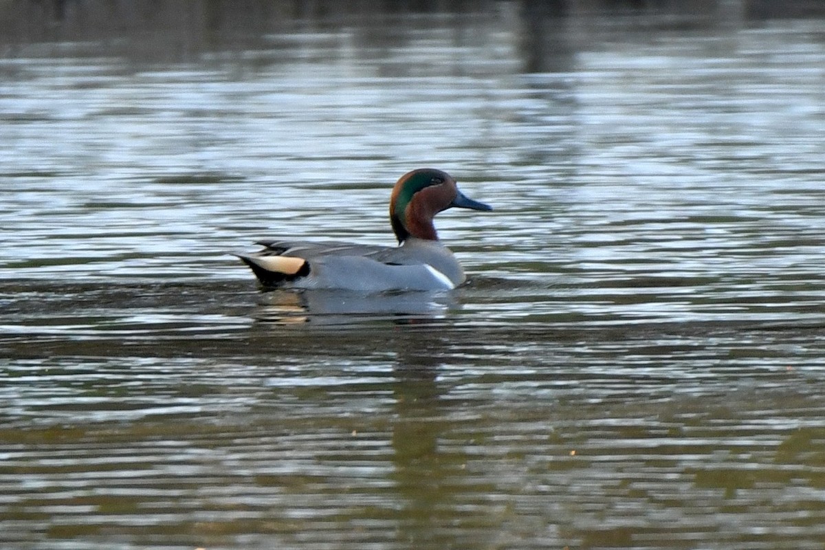 Green-winged Teal - ML506007181