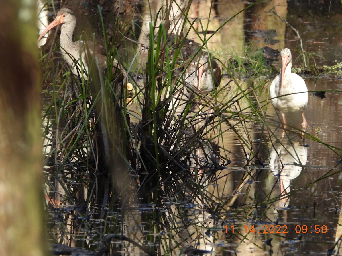 White Ibis - ML506007251