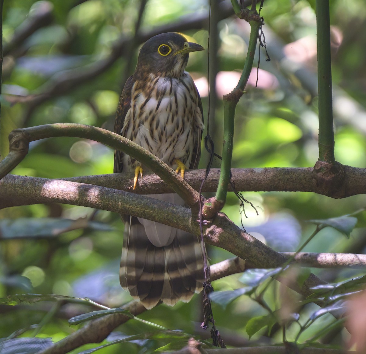 Hodgson's Hawk-Cuckoo - ML506007301