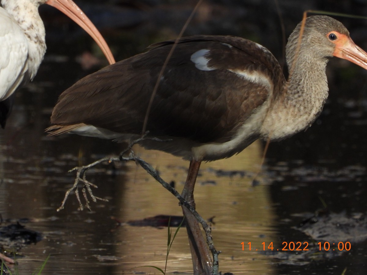 White Ibis - ML506007361