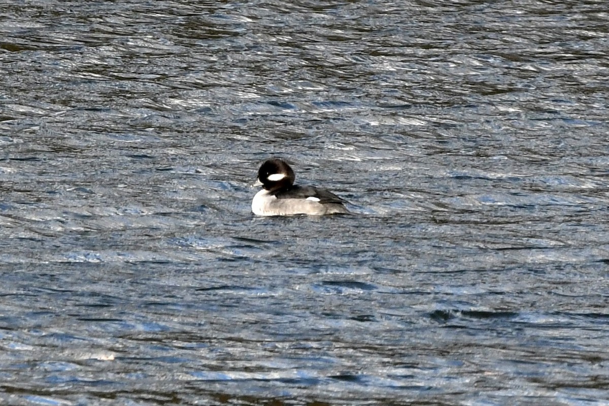 Bufflehead - ML506007371