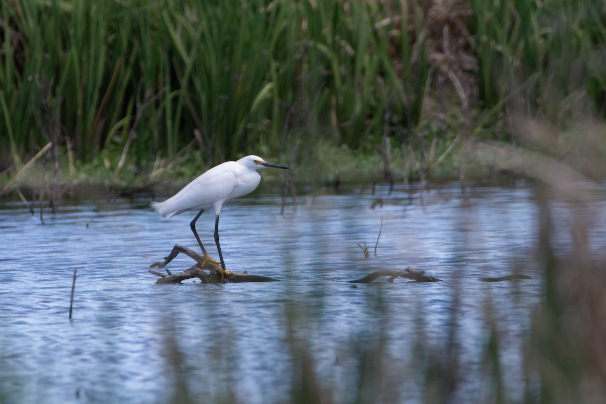 Snowy Egret - ML506007391