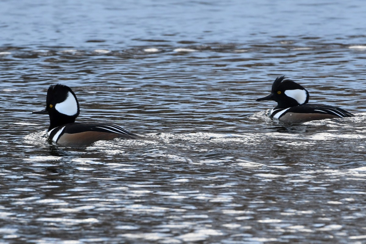 Hooded Merganser - ML506007541