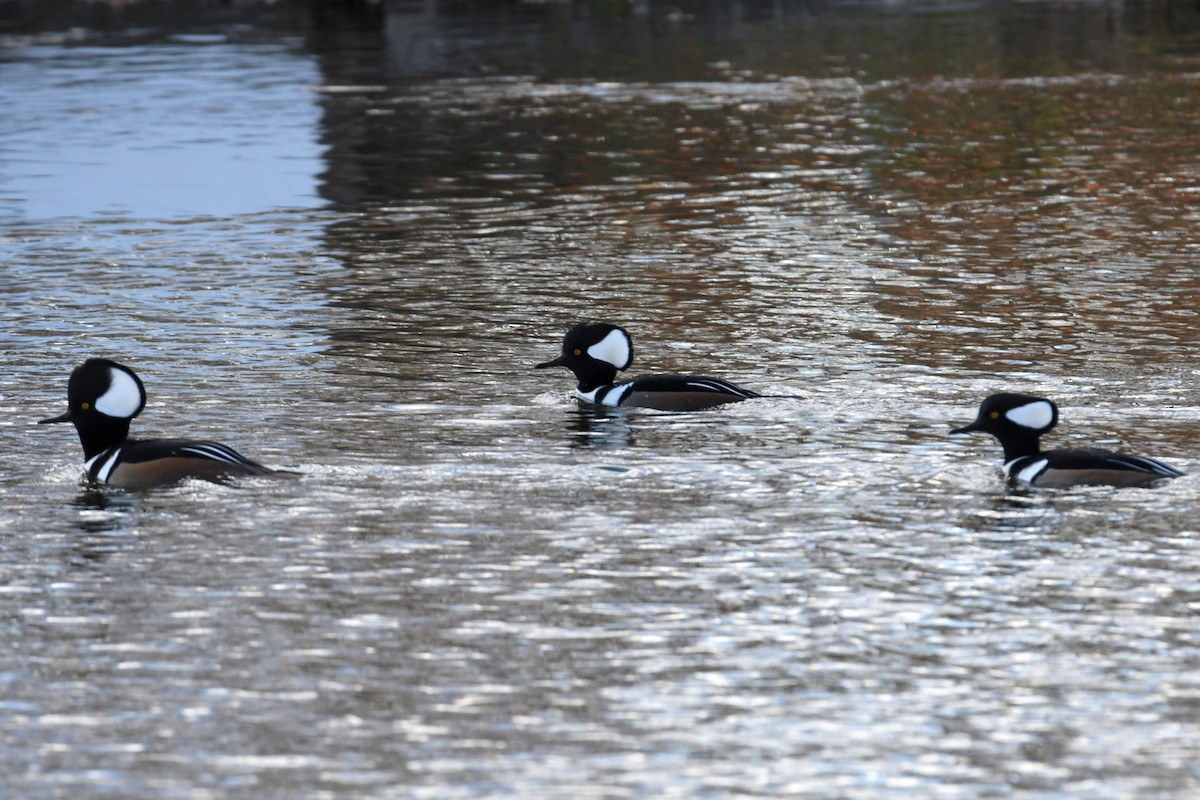 Hooded Merganser - ML506007551