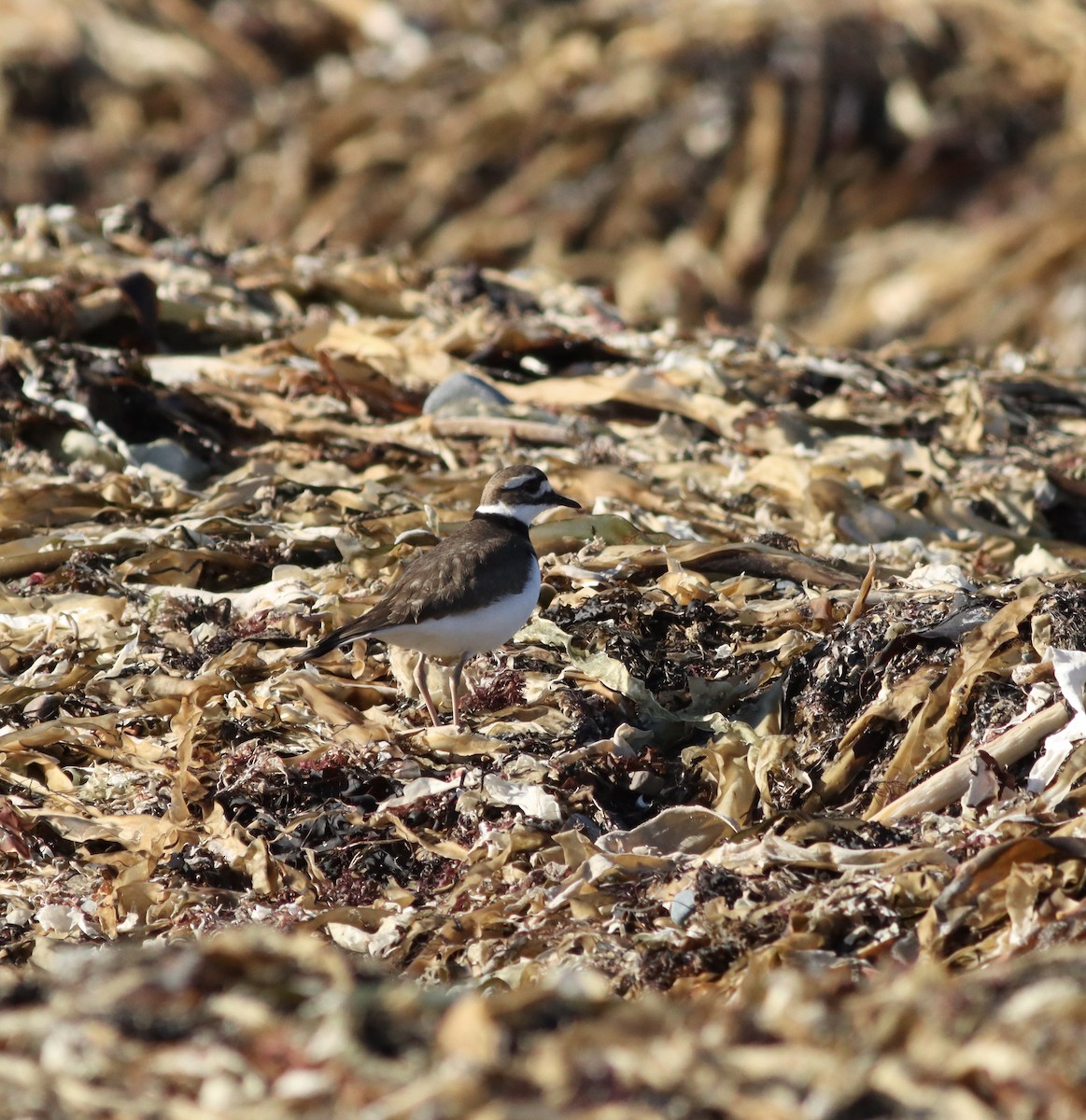 Killdeer - ML506008731