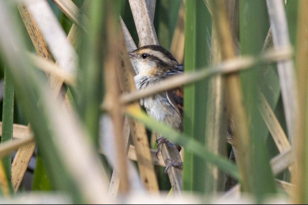 Wren-like Rushbird - ML506010031