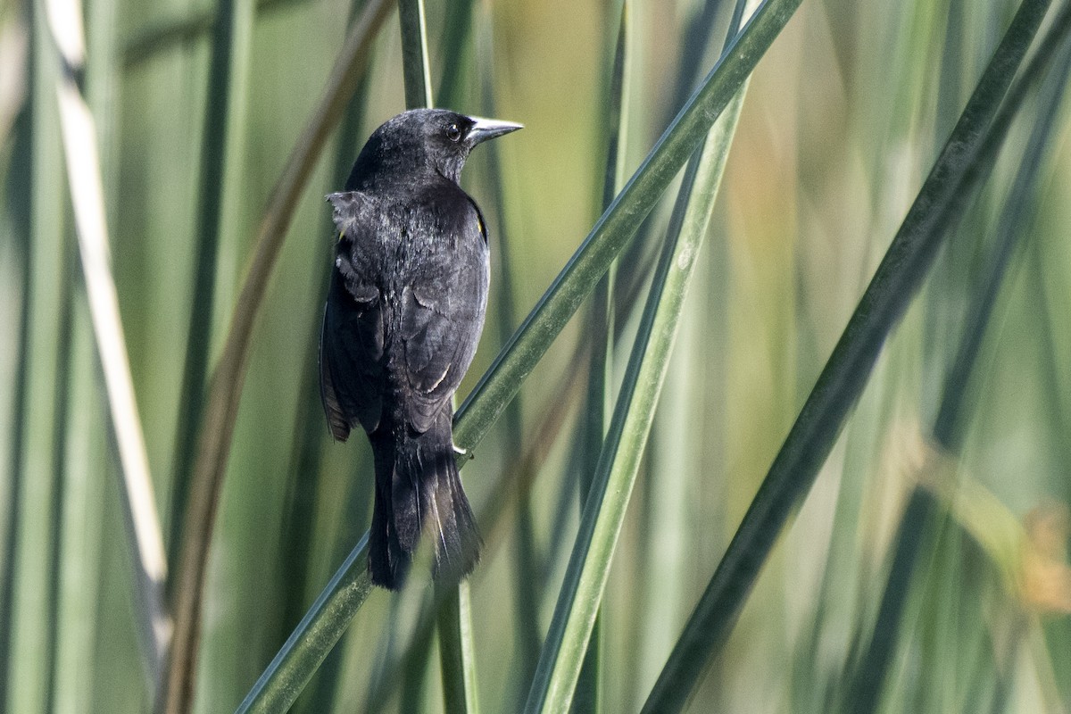 Yellow-winged Blackbird - ML506010221