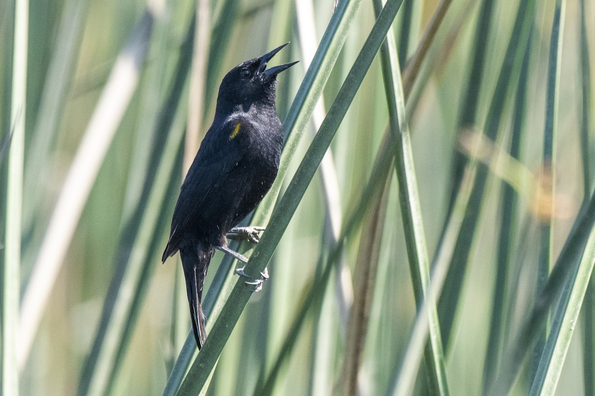 Yellow-winged Blackbird - ML506010231