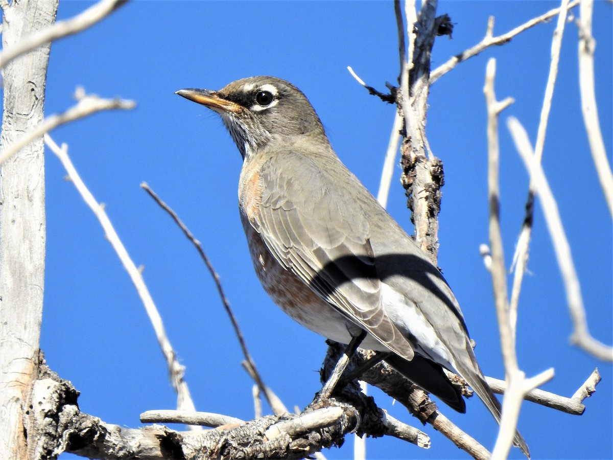 American Robin - ML506010291