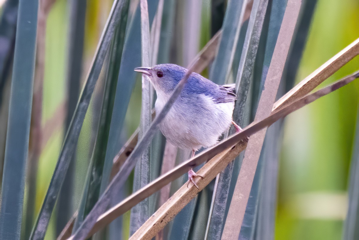 Bicolored Conebill - ML506010571