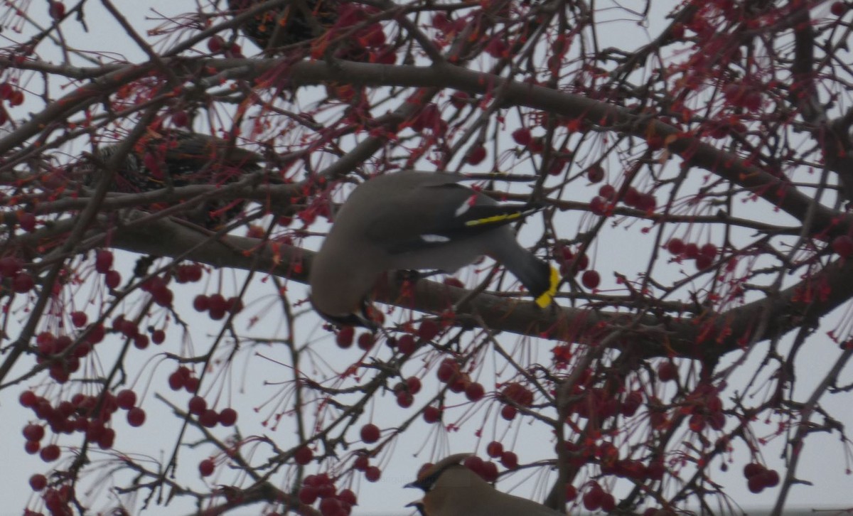 Bohemian Waxwing - ML506010901