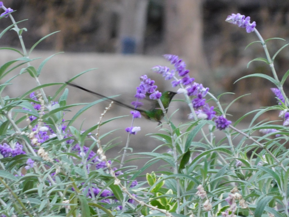 Green-tailed Trainbearer - ML506012501