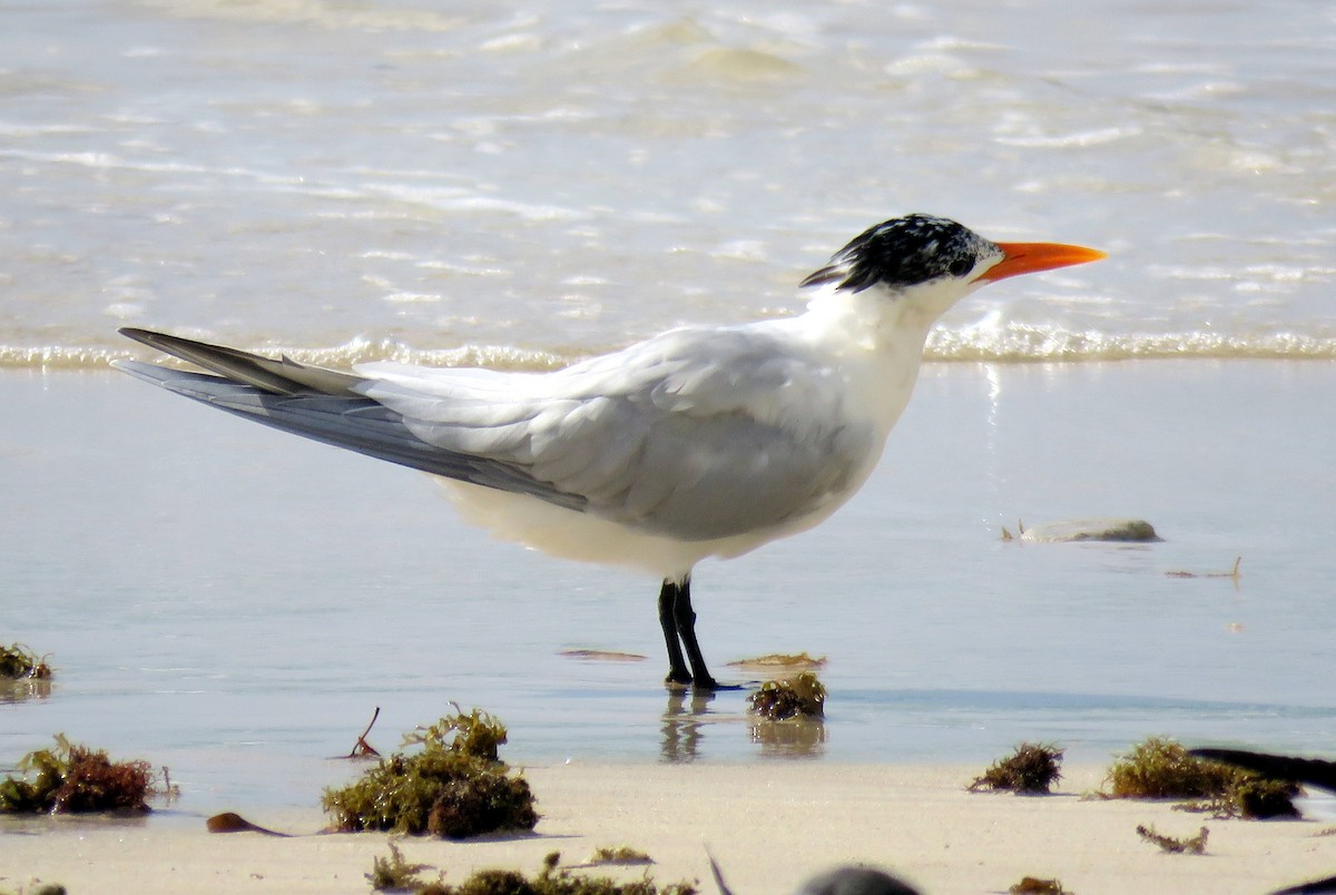 Royal Tern - Matt Kelly