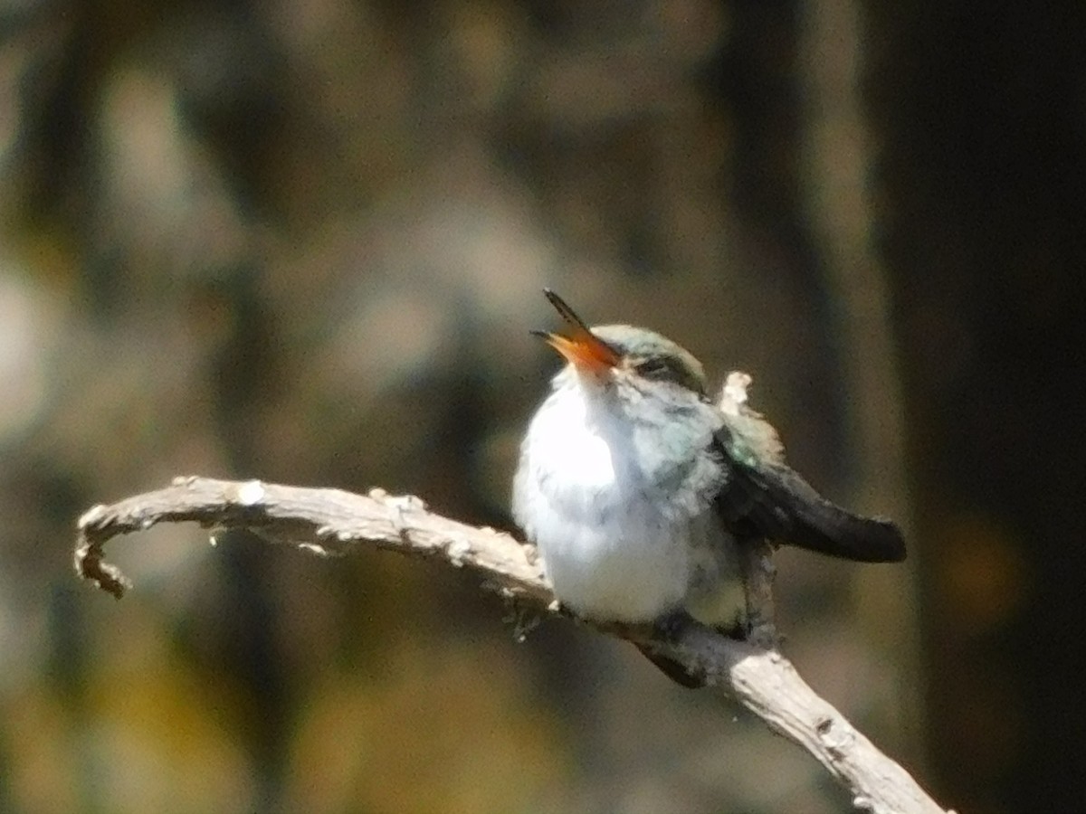 White-bellied Hummingbird - ML506012891