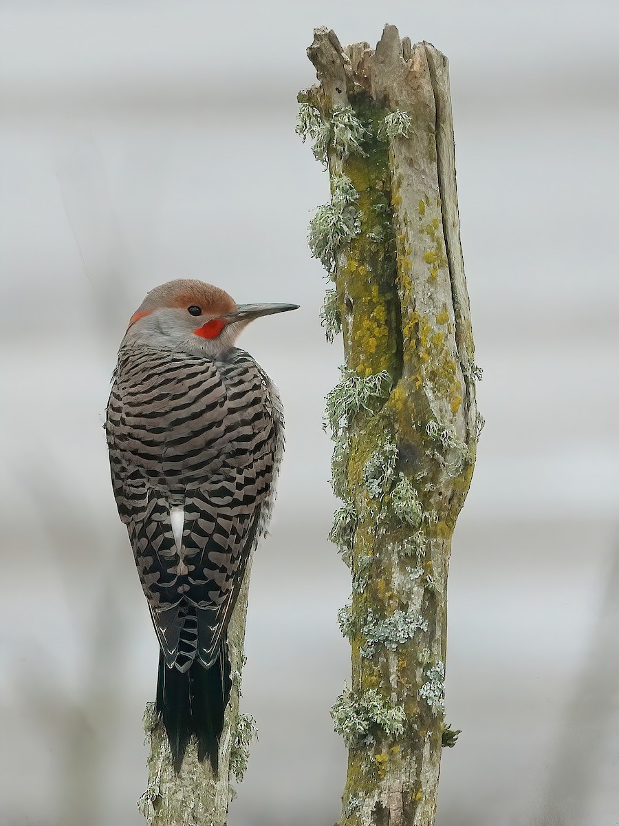 Northern Flicker (Yellow-shafted x Red-shafted) - ML506013071