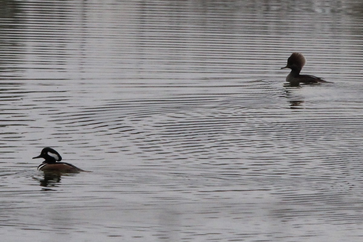 Hooded Merganser - ML506013771