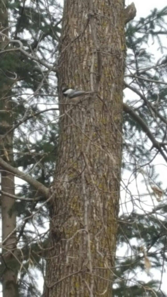 Black-capped Chickadee - ML50601401