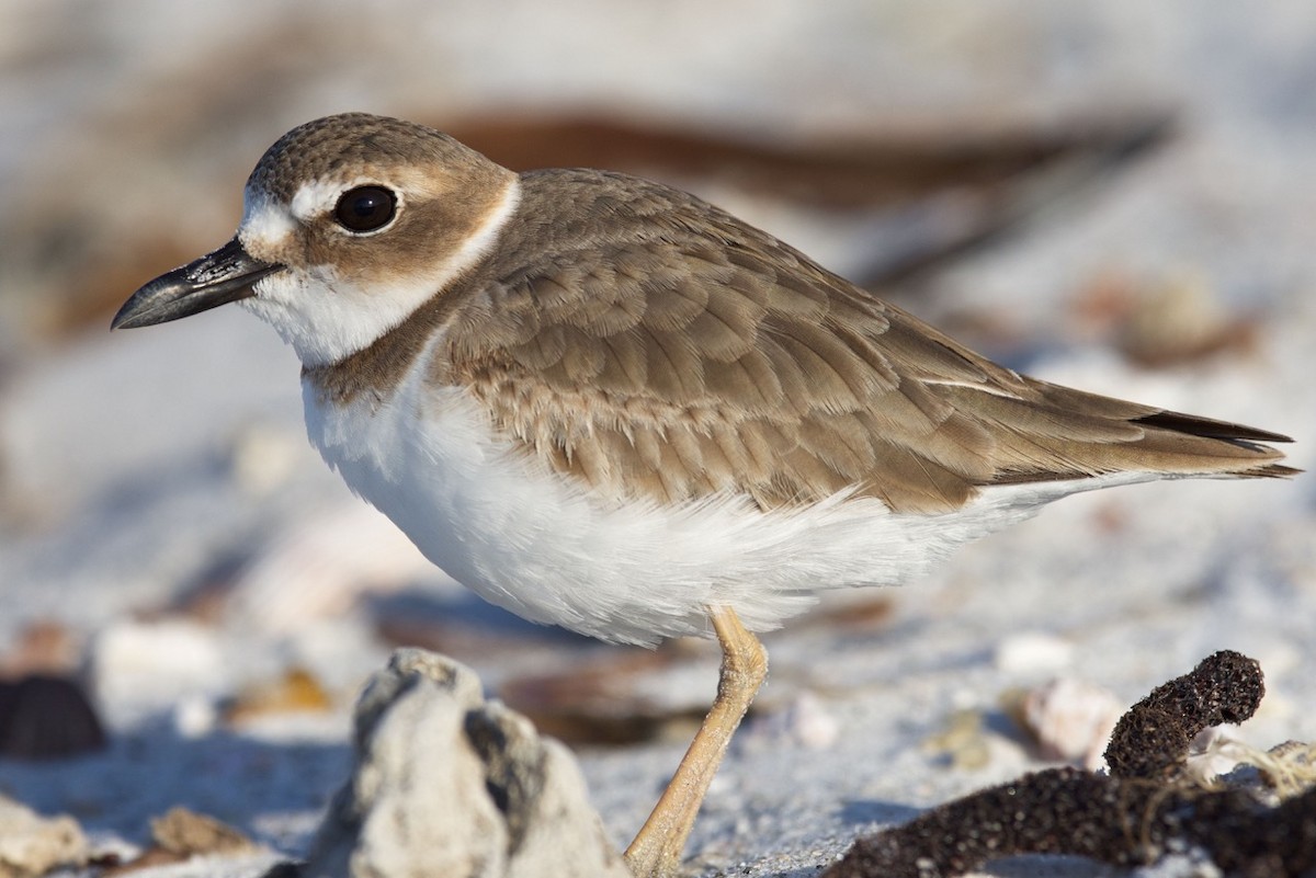 Wilson's Plover - ML50601441