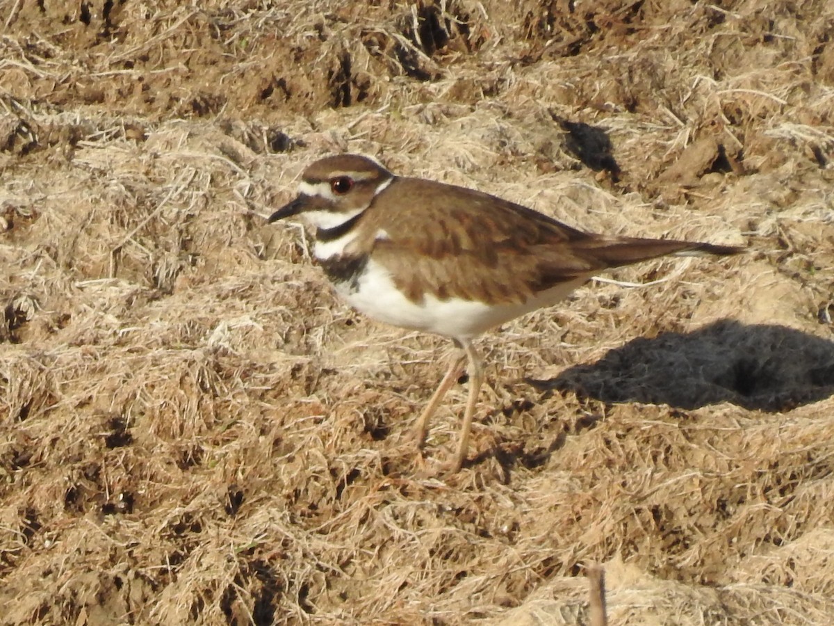 Killdeer - ML50601451