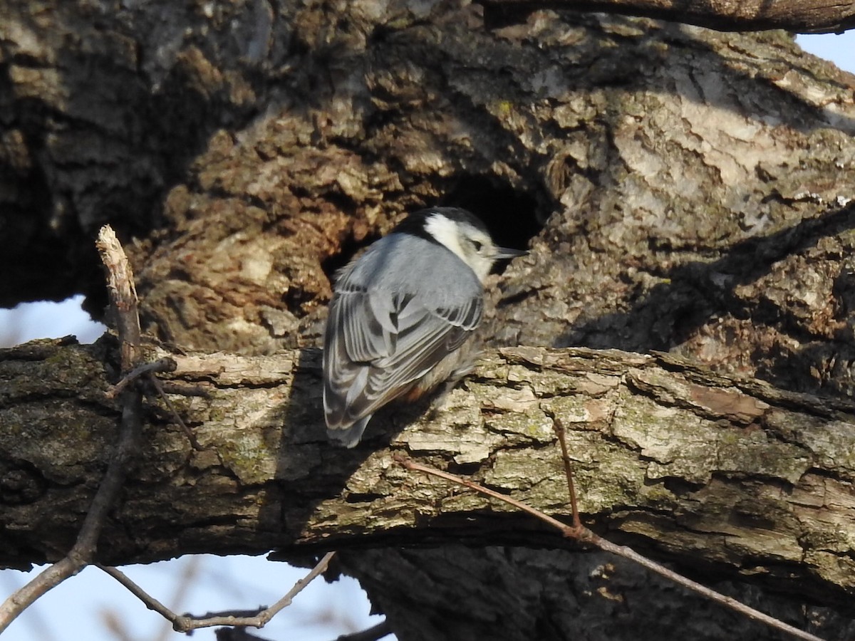 White-breasted Nuthatch - ML50601481