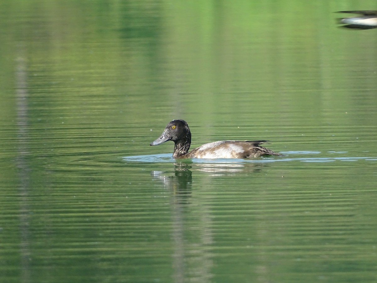 Lesser Scaup - ML506015241