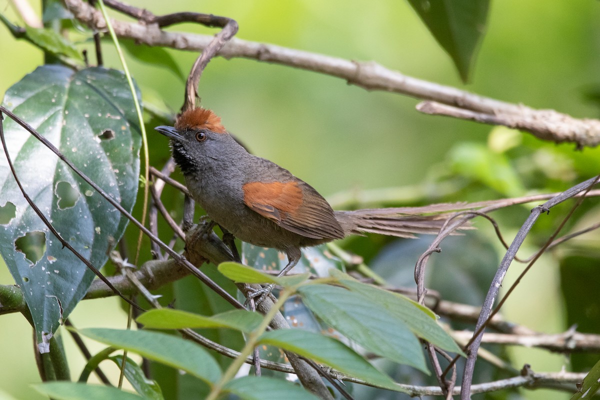 Spix's Spinetail - ML506015621