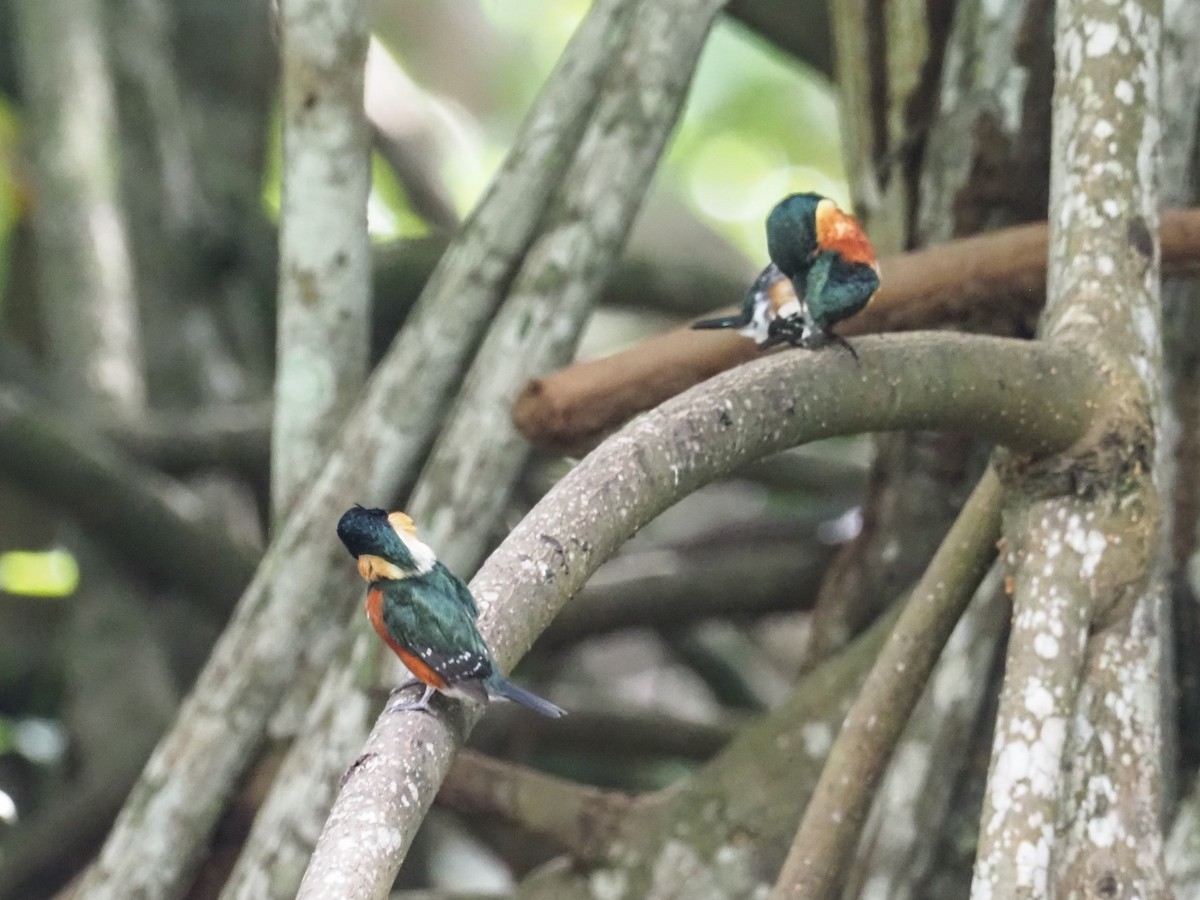 American Pygmy Kingfisher - ML506015781