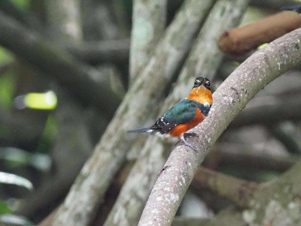 American Pygmy Kingfisher - ML506015811