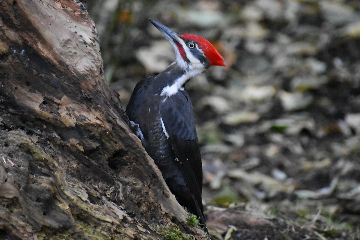 Pileated Woodpecker - Bill Hubbard
